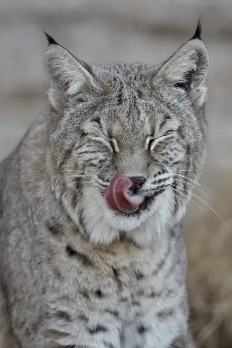 Framed Print : Bobcat (Lynx rufus) with its tongue out, Living Desert Zoo And Gardens State Park, New Mexico, United States of America, North America Framed Print : Bobcat (Lynx rufus) with its tongue out, Living Desert Zoo And Gardens State Park, New Mexico, United States of America, North America