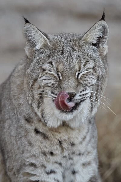 Bobcat (Lynx rufus) with its tongue out, Living Desert Zoo And Gardens State Park, New Mexico, United States of America, North America