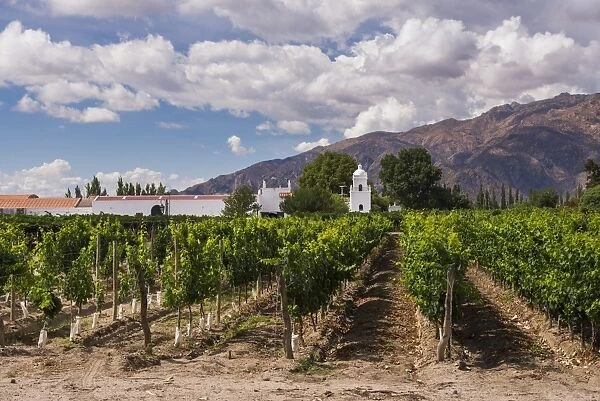 Bodega El Esteco, a winery and vineyard in Cafayate, Salta Province, North Argentina