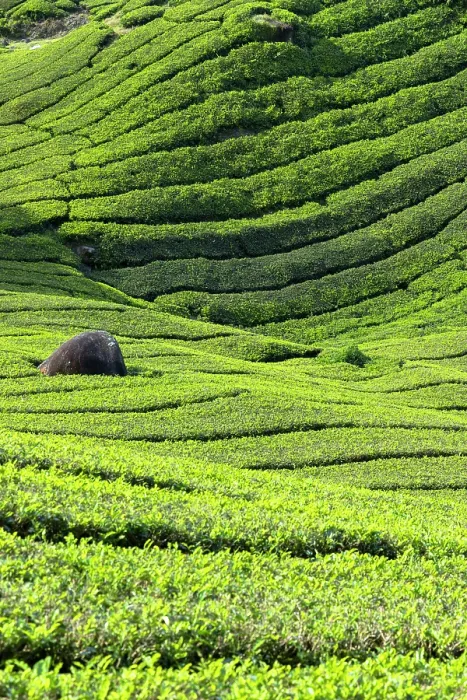 Framed Print : BOH Sungai Palas tea plantation, Cameron Highlands, Pahang, Malaysia