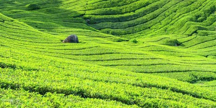 Framed Print : BOH Sungai Palas tea plantation, Cameron Highlands, Pahang, Malaysia