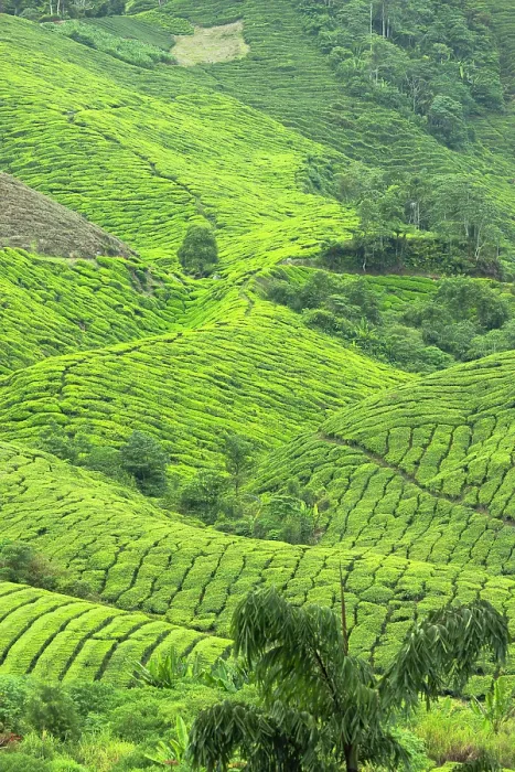 Framed Print : BOH Sungai Palas tea plantation, Cameron Highlands, Pahang, Malaysia Framed Print : BOH Sungai Palas tea plantation, Cameron Highlands, Pahang, Malaysia