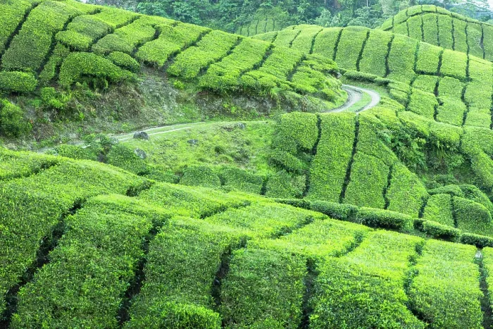 Framed Print : BOH Sungai Palas tea plantation, Cameron Highlands, Pahang, Malaysia
