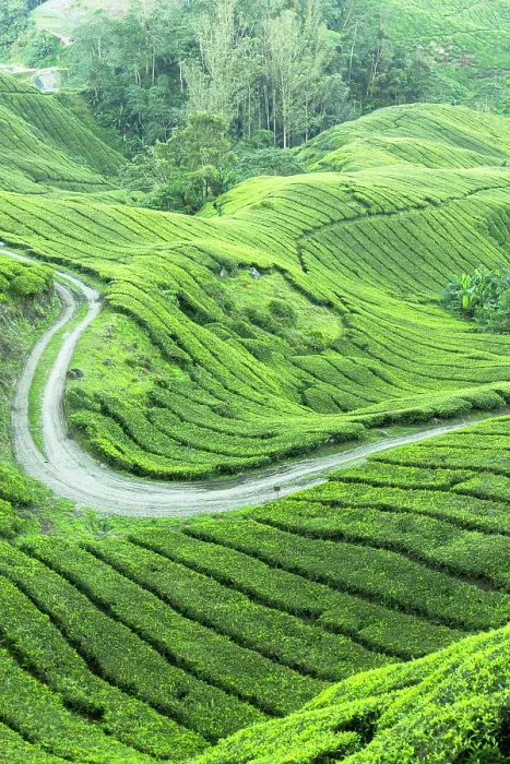 Framed Print : BOH Sungai Palas tea plantation, Cameron Highlands, Pahang, Malaysia Framed Print : BOH Sungai Palas tea plantation, Cameron Highlands, Pahang, Malaysia