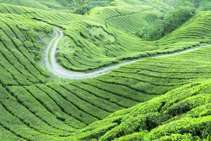 Framed Print : BOH Sungai Palas tea plantation, Cameron Highlands, Pahang, Malaysia