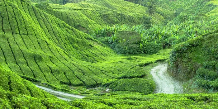 Framed Print : BOH Sungai Palas tea plantation, Cameron Highlands, Pahang, Malaysia Framed Print : BOH Sungai Palas tea plantation, Cameron Highlands, Pahang, Malaysia