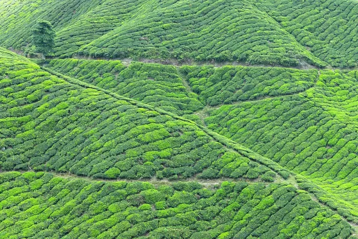 Framed Print : BOH Sungai Palas tea plantation, Cameron Highlands, Pahang, Malaysia Framed Print : BOH Sungai Palas tea plantation, Cameron Highlands, Pahang, Malaysia