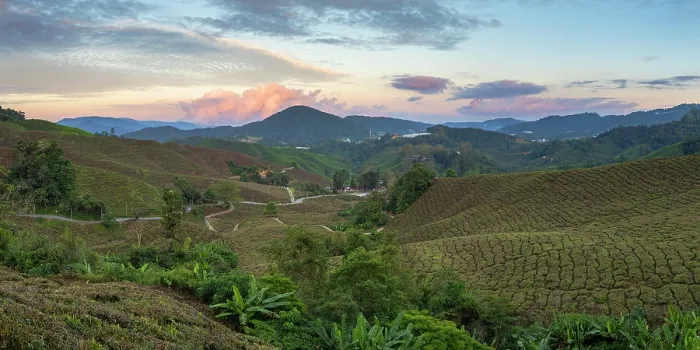 Framed Print : BOH Sungai Palas tea plantation at sunset, Cameron Highlands, Pahang, Malaysia Framed Print : BOH Sungai Palas tea plantation at sunset, Cameron Highlands, Pahang, Malaysia