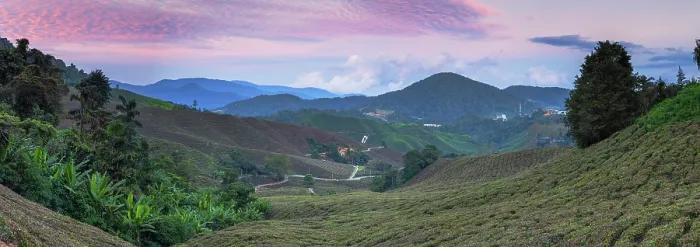 Framed Print : BOH Sungai Palas tea plantation at sunset, Cameron Highlands, Pahang, Malaysia Framed Print : BOH Sungai Palas tea plantation at sunset, Cameron Highlands, Pahang, Malaysia
