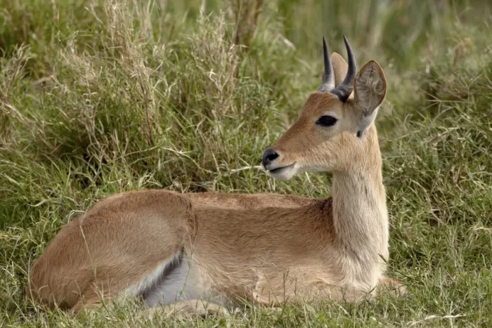 Framed Print : Bohor reedbuck (Redunca redunca) buck, Serengeti National Park, Tanzania Framed Print : Bohor reedbuck (Redunca redunca) buck, Serengeti National Park, Tanzania