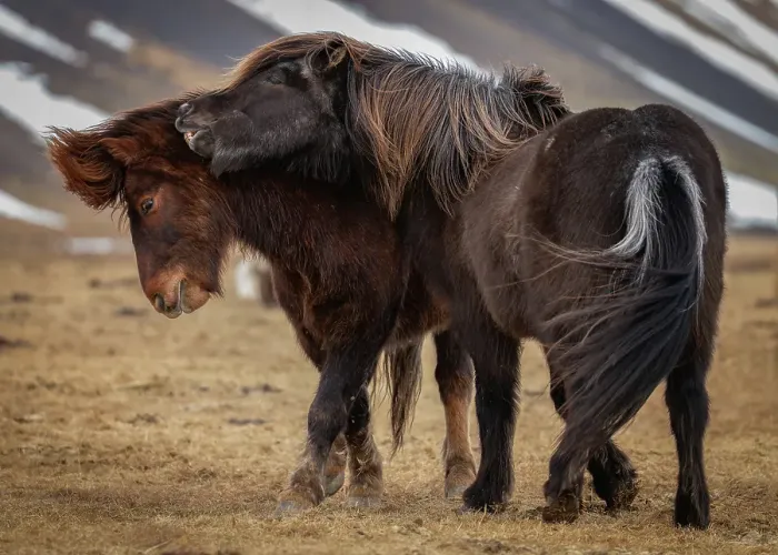 Framed Print : Boisterous Icelandic horses, Snaefellsness Peninsula, Iceland Framed Print : Boisterous Icelandic horses, Snaefellsness Peninsula, Iceland