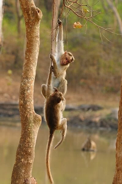 Bonnett Macaques playing, Karnataka, India, Asia