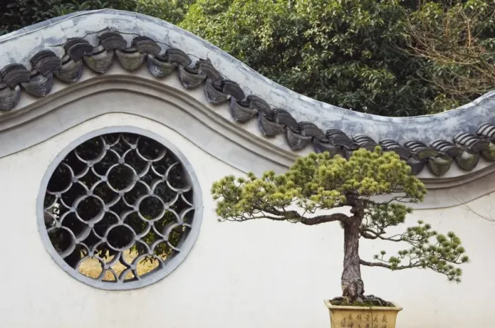 Framed Print : A bonzai tree and toled arch wall in Winding Garden at West Lake, Hangzhou Framed Print : A bonzai tree and toled arch wall in Winding Garden at West Lake, Hangzhou