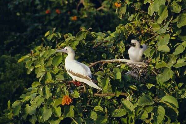 Booby bird reserve, Half Moon Caye, Belize, Central America