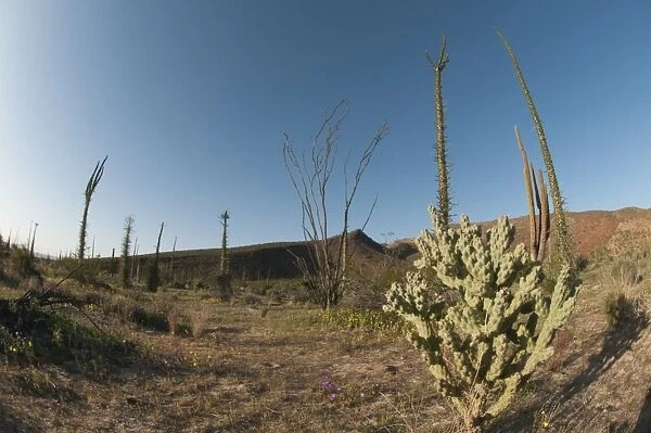 The boojum, a rare endemic cactus of the Baja peninsula, boojum (cirio) (Fouquieria columnaris) (Idria columnaris), Baja, Mexico, North America