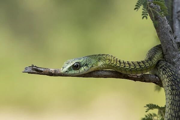 Boomslang (tree snake) (Dispholidus typus), Hoedspruit, Greater Kruger, South Africa