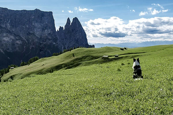 Border collie dog admiring the panorama on Alpe di Siusi, Dolomites, Trentino-Alto Adige