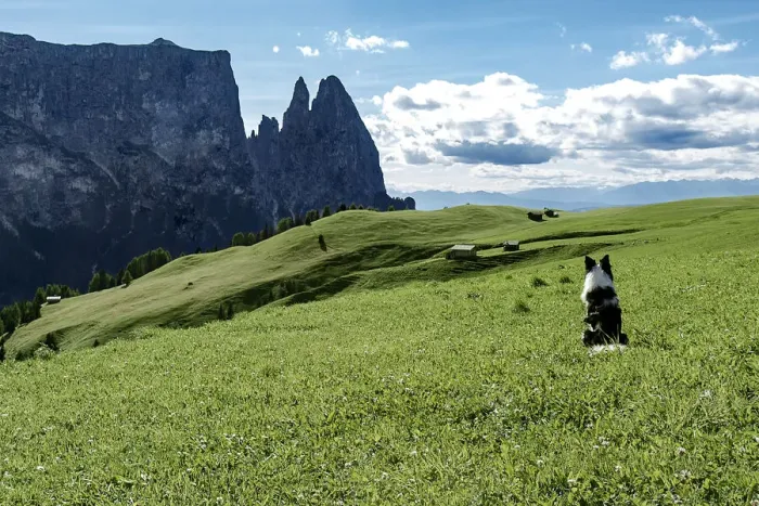 Framed Print : Border collie dog admiring the panorama on Alpe di Siusi, Dolomites, Trentino-Alto Adige