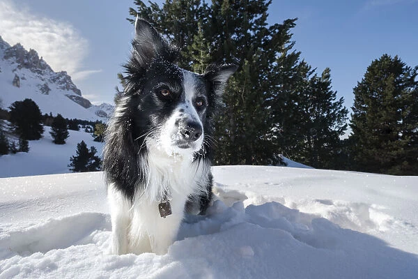 Border collie playing in the snow, Trentino-Alto Adige, Italy, Europe