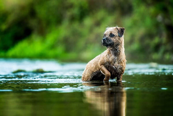 Border Terrier standing in a river, United Kingdom, Europe