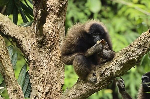 Bornean Gibbon (Hylobates muelleri), Lok Kawi Wildlife Park, Sabah, Borneo