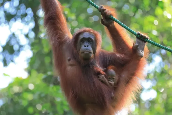 Framed Print : Bornean Orangutan mother and baby, Borneo, Malaysia, Southeast Asia, Asia Framed Print : Bornean Orangutan mother and baby, Borneo, Malaysia, Southeast Asia, Asia
