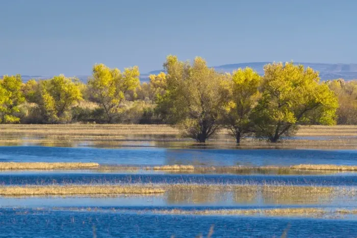 Framed Print : Bosque de Apache National Wildlife Refuge, Socorro, New Mexico, United States of America Framed Print : Bosque de Apache National Wildlife Refuge, Socorro, New Mexico, United States of America