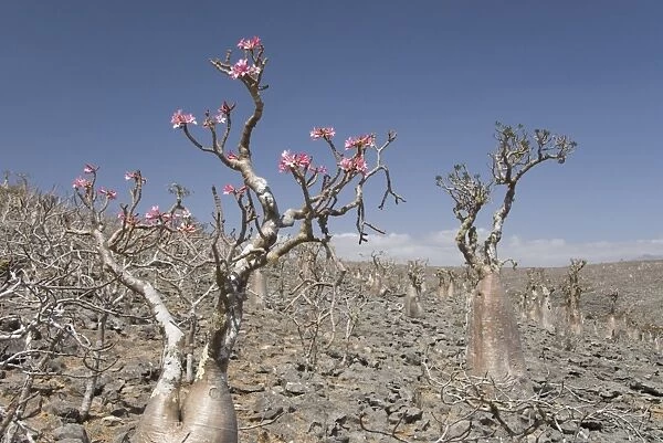 Bottle-tree (Adenium obesum), endemic to island, known as desert rose, Diksam Plateau