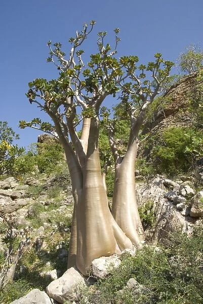 Bottle-tree (desert rose) (adenium obesum) endemic to island, near Hadibu