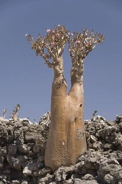 Bottle-tree (desert rose) (adenium obesum) endemic to island, Diksam Plateau