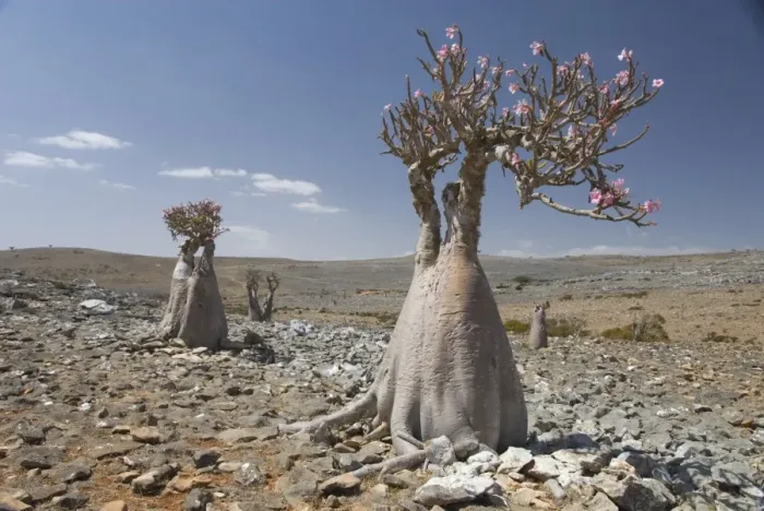 Framed Print : Bottle-tree (desert rose) (adenium obesum) endemic to island, Diksam Plateau Framed Print : Bottle-tree (desert rose) (adenium obesum) endemic to island, Diksam Plateau