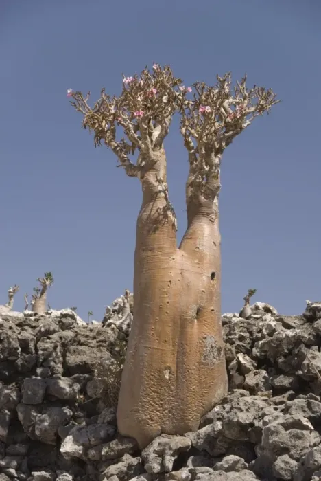 Framed Print : Bottle-tree (desert rose) (adenium obesum) endemic to island, Diksam Plateau Framed Print : Bottle-tree (desert rose) (adenium obesum) endemic to island, Diksam Plateau