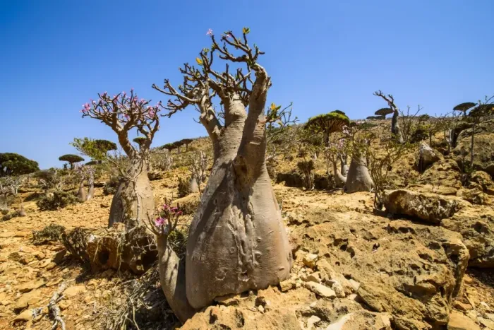 Framed Print : Bottle trees in bloom (Adenium obesum), endemic tree of Socotra, Homil Protected Area, island of Socotra, UNESCO World Heritage Site, Yemen, Middle East Framed Print : Bottle trees in bloom (Adenium obesum), endemic tree of Socotra, Homil Protected Area, island of Socotra, UNESCO World Heritage Site, Yemen, Middle East