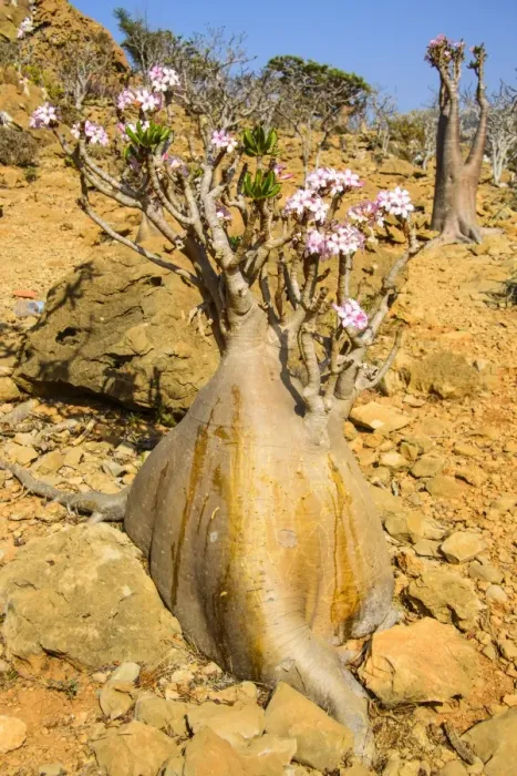Framed Print : Bottle trees in bloom (Adenium obesum), endemic tree of Socotra, Homil Protected Area, island of Socotra, UNESCO World Heritage Site, Yemen, Middle East Framed Print : Bottle trees in bloom (Adenium obesum), endemic tree of Socotra, Homil Protected Area, island of Socotra, UNESCO World Heritage Site, Yemen, Middle East