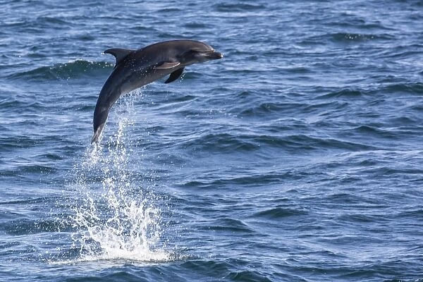 Bottlenose dolphin (Tursiops truncatus), leaping into the air near Isla San Pedro Martir