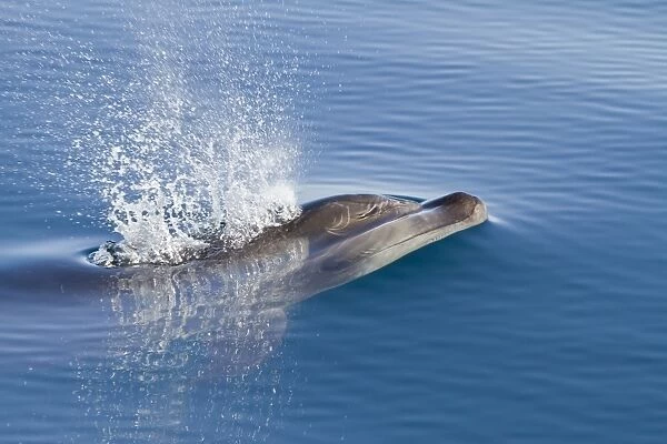Bottlenose dolphin (Tursiops truncatus), Isla San Pedro Martir, Gulf of California (Sea of Cortez), Baja California Norte, Mexico, North America