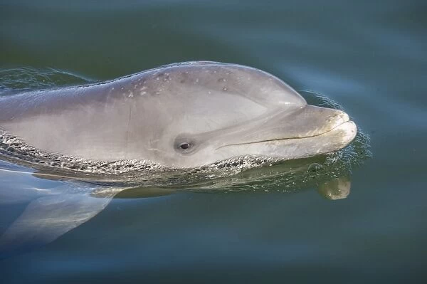 Bottlenose Dolphin, Tursiops tursiops, Grassy Key, Florida, United States of America