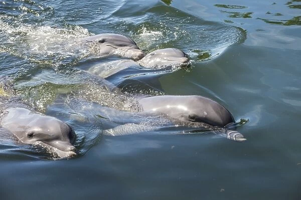 Bottlenose Dolphins, Tursiops tursiops, Grassy Key, Florida, United States of America