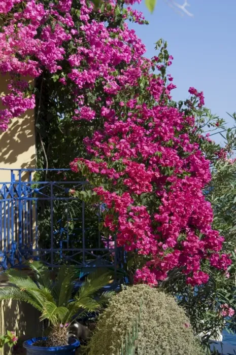 Framed Print : Bougainvillea Framed Print : Bougainvillea
