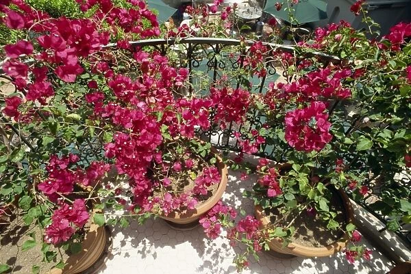 Bougainvillea on balcony of the recently restored Mission Inn Hotel