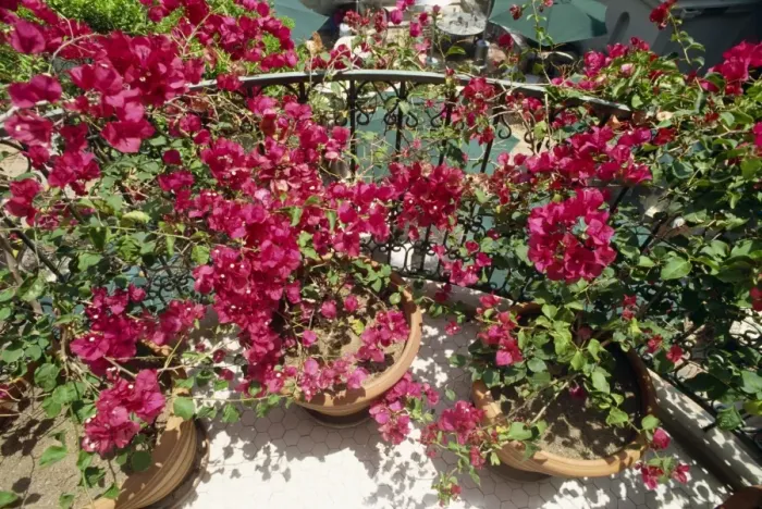 Framed Print : Bougainvillea on balcony of the recently restored Mission Inn Hotel