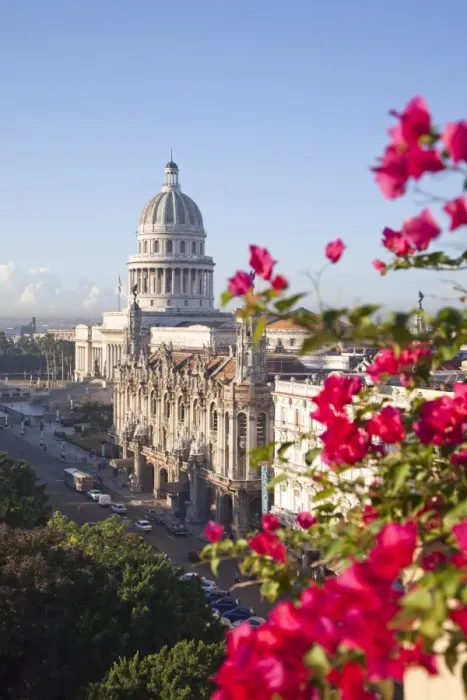 Framed Print : Bougainvillea flowers in front of The Capitolio building, Havana, Cuba Framed Print : Bougainvillea flowers in front of The Capitolio building, Havana, Cuba