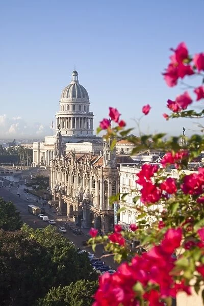 Bougainvillea flowers in front of The Capitolio building, Havana, Cuba