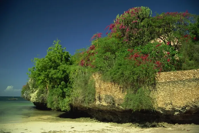 Framed Print : Bougainvillea along wall next to sea Framed Print : Bougainvillea along wall next to sea