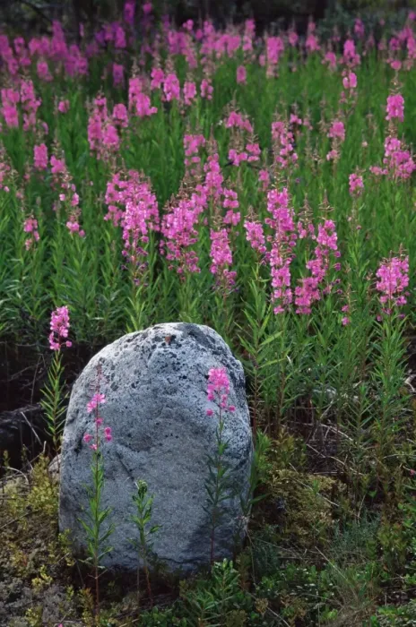 Framed Print : Boulder and common fireweed (Epilobium angustifolium) Framed Print : Boulder and common fireweed (Epilobium angustifolium)