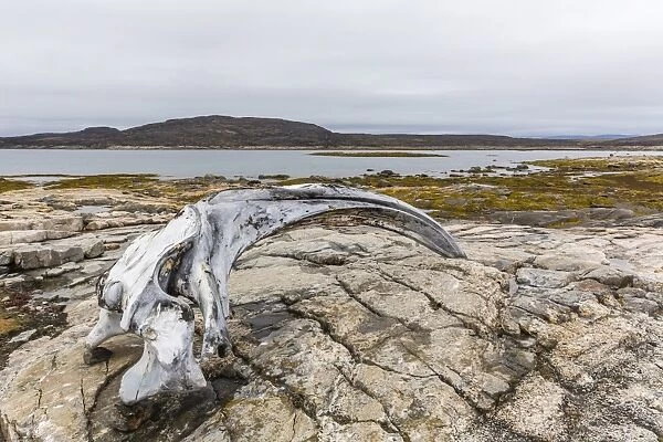 Bowhead whale skull (Balaena mysticetus) at the abandoned Kekerten Island whaling station, Nunavut, Canada, North America