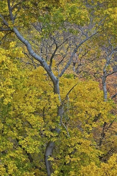 Box elder (boxelder maple) (maple ash) (Acer negundo) with yellow leaves in the fall, Zion National Park, Utah, United States of America, North America