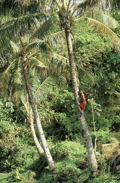 Boy climbing coconut palm