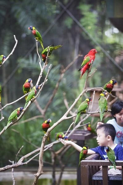 Boy feeding parakeets in World of Parrots, KL Bird Park, Kuala Lumpur, Malaysia