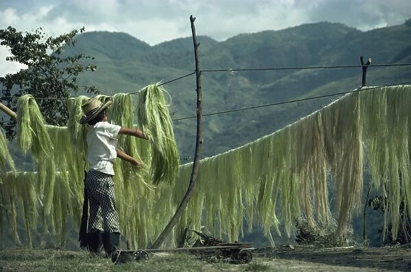 A boy hanging sisal out to dry on the road to Quindio in Colombia, South America